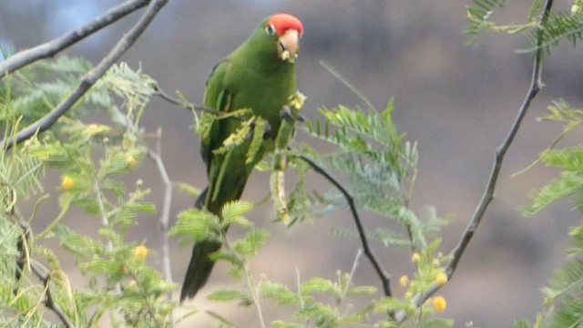 Mitred Parakeet - ML639966364
