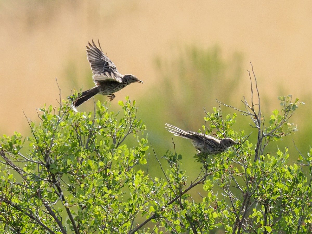 Sage Thrasher - ML639966378
