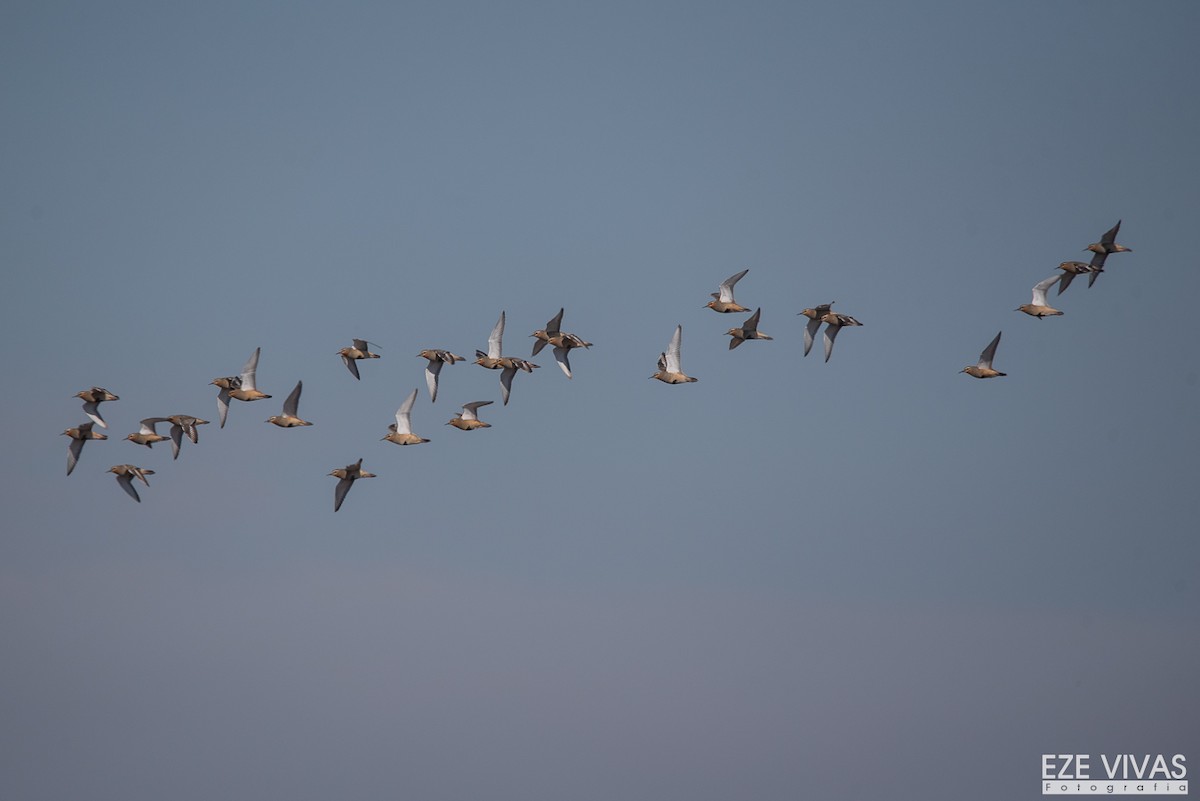 kulík tenkozobý - ML639966381