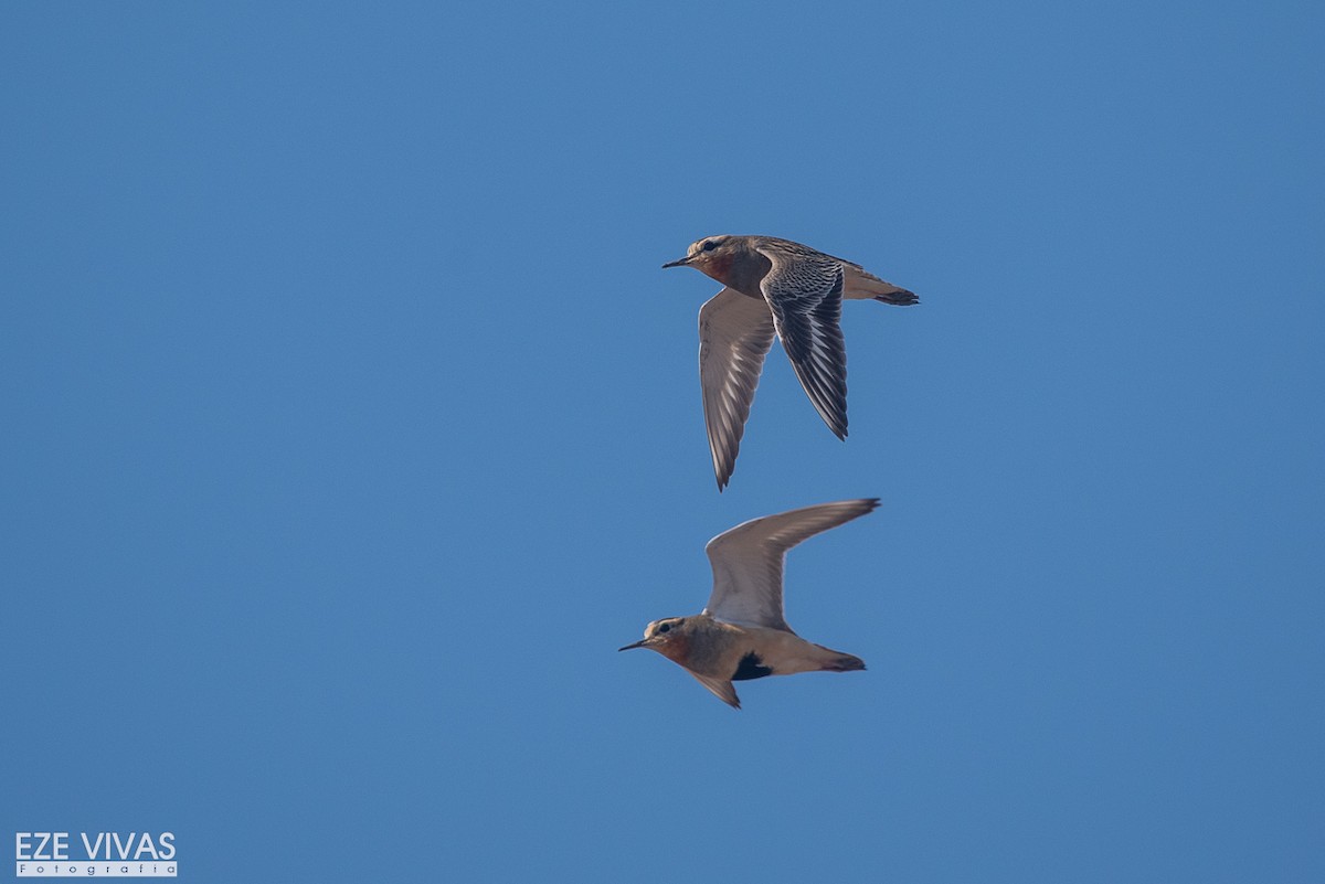 kulík tenkozobý - ML639966382