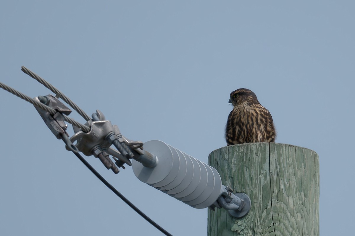 Merlin - ML639966395