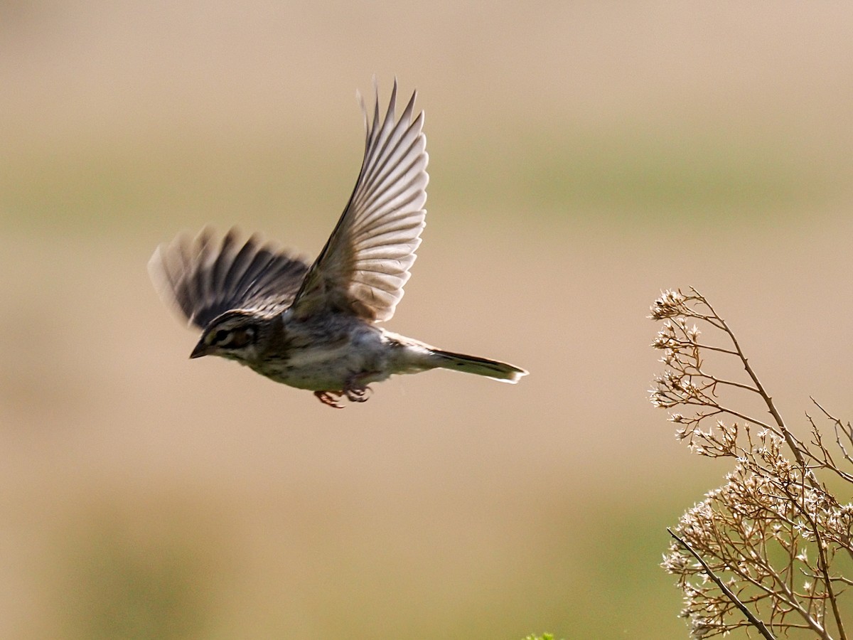 Lark Sparrow - ML639966400