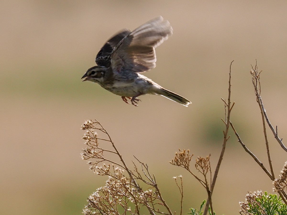 Lark Sparrow - ML639966401