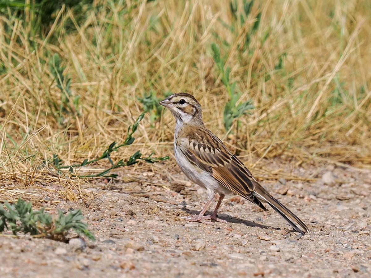 Lark Sparrow - ML639966402