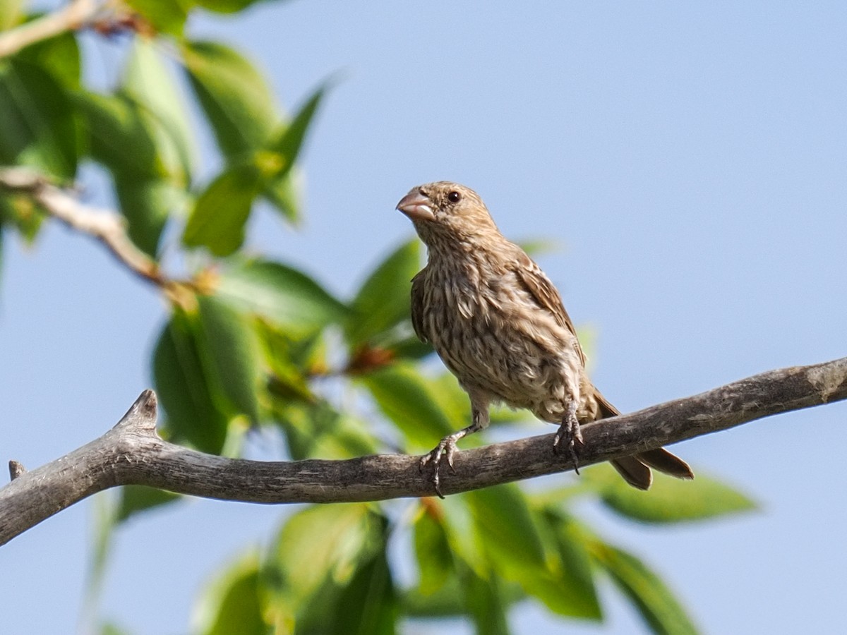 House Finch - ML639966405