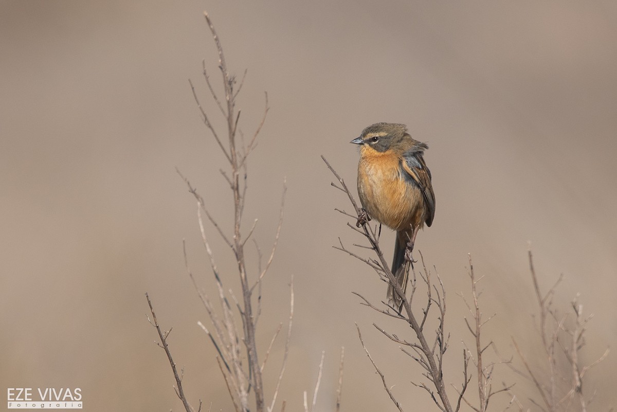 Long-tailed Reed Finch - ML639966416