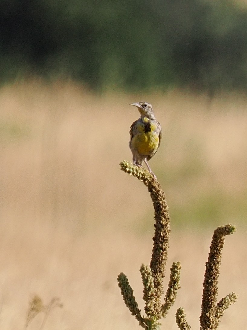 Western Meadowlark - ML639966417