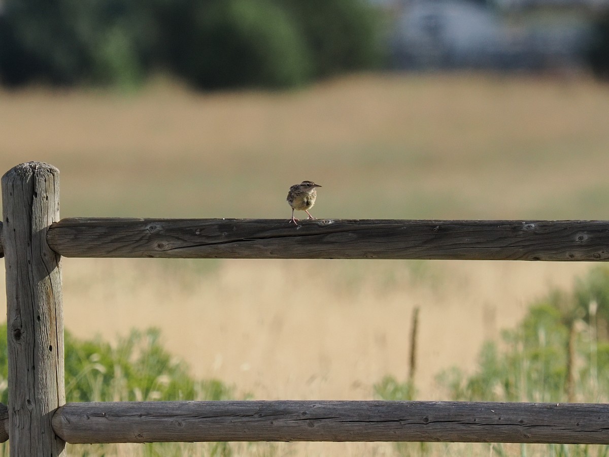 Western Meadowlark - ML639966418
