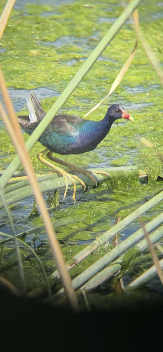 Purple Gallinule - ML639966420