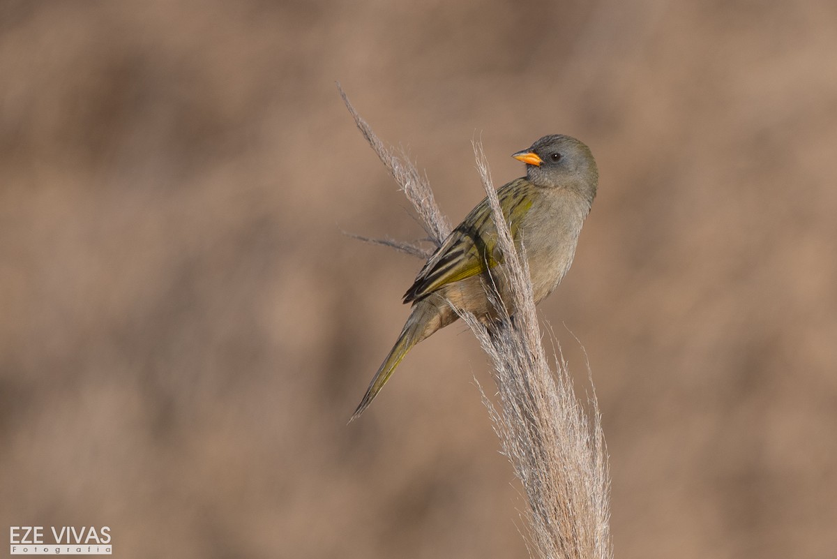 Great Pampa-Finch - ML639966421