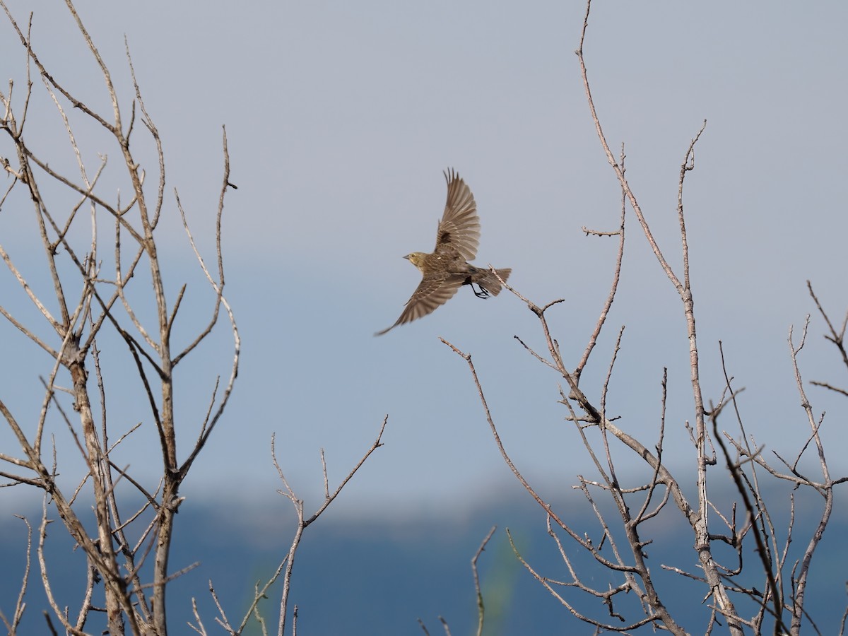 Dickcissel - ML639966432