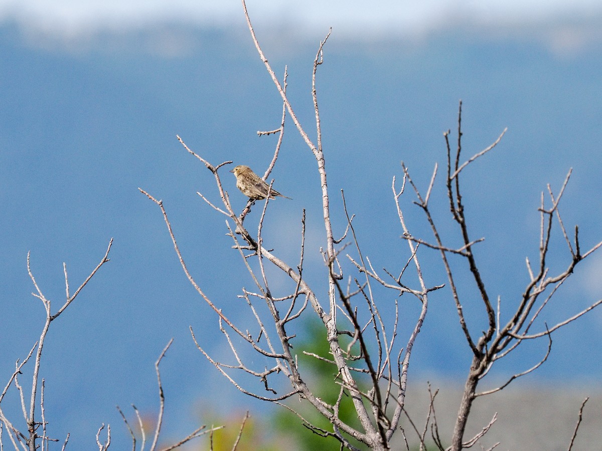 Brown-headed Cowbird - ML639966433
