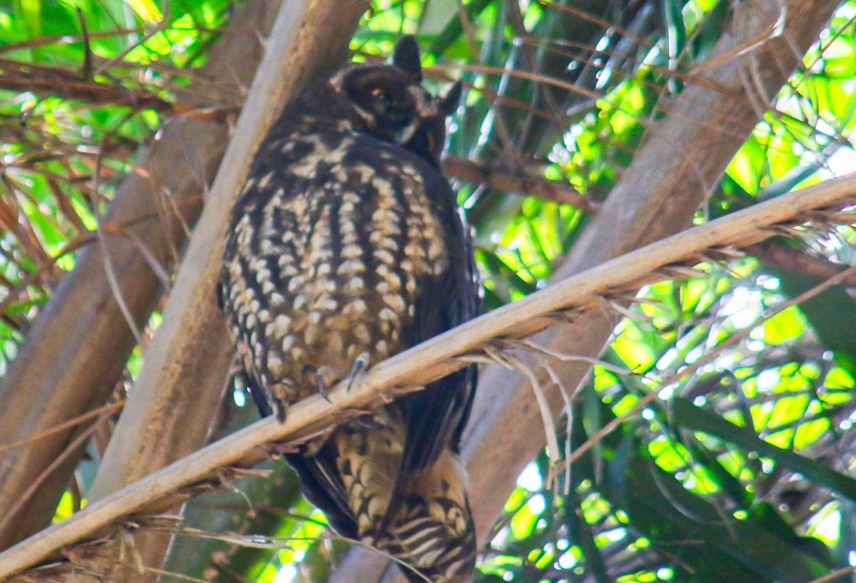 Stygian Owl - ML639966508