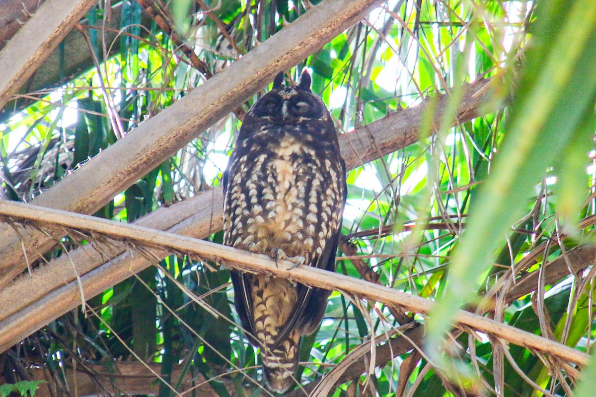 Stygian Owl - ML639966509