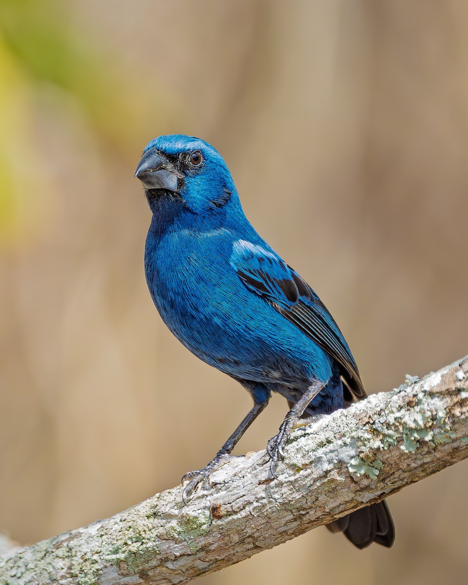 Ultramarine Grosbeak - ML639966523