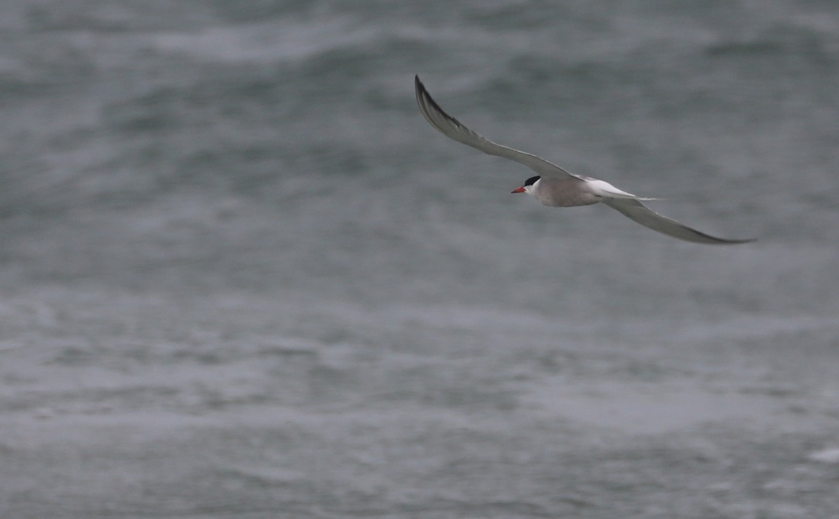 Sumru (hirundo/tibetana) - ML639966529