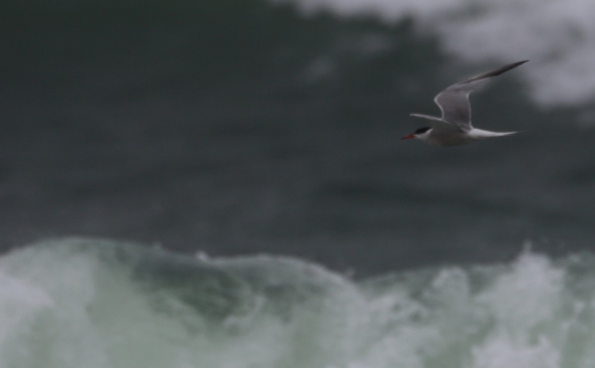 Sumru (hirundo/tibetana) - ML639966530