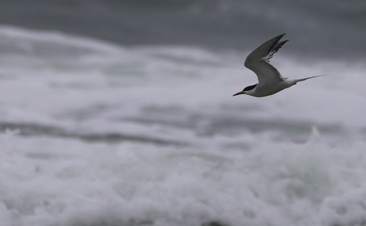 Sumru (hirundo/tibetana) - ML639966540