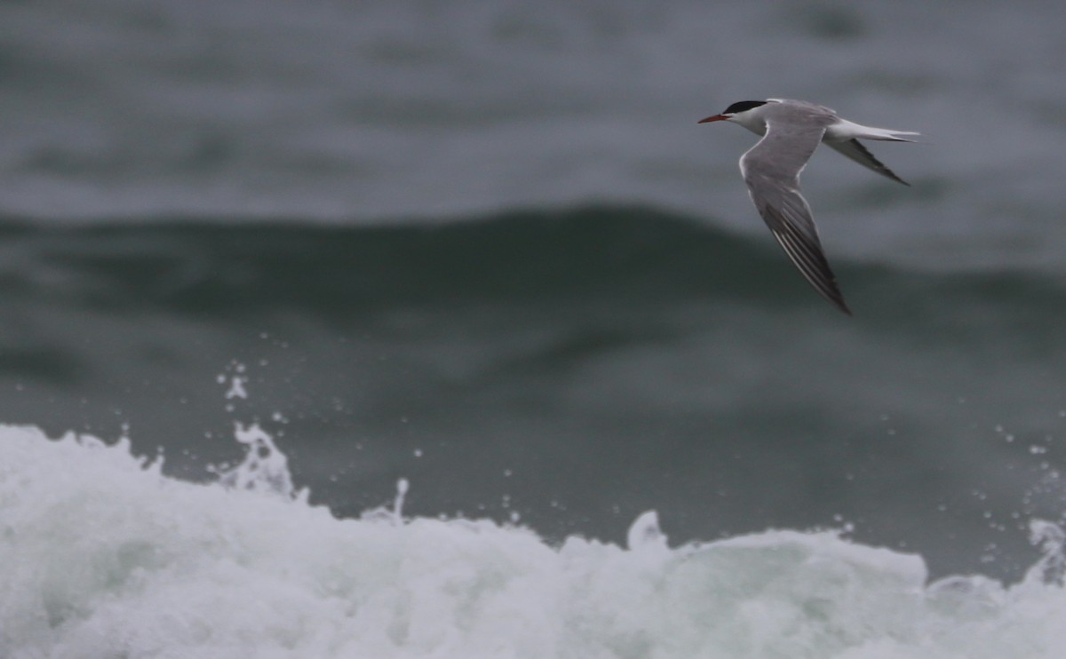 Sumru (hirundo/tibetana) - ML639966553