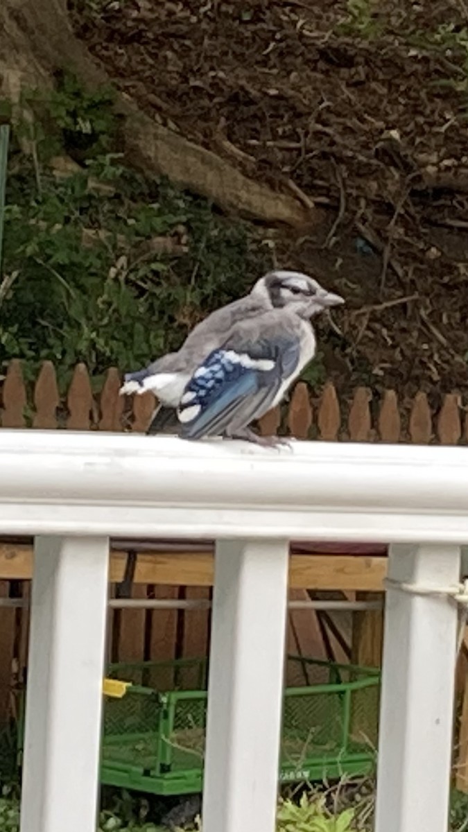 Blue Jay - ML639966575