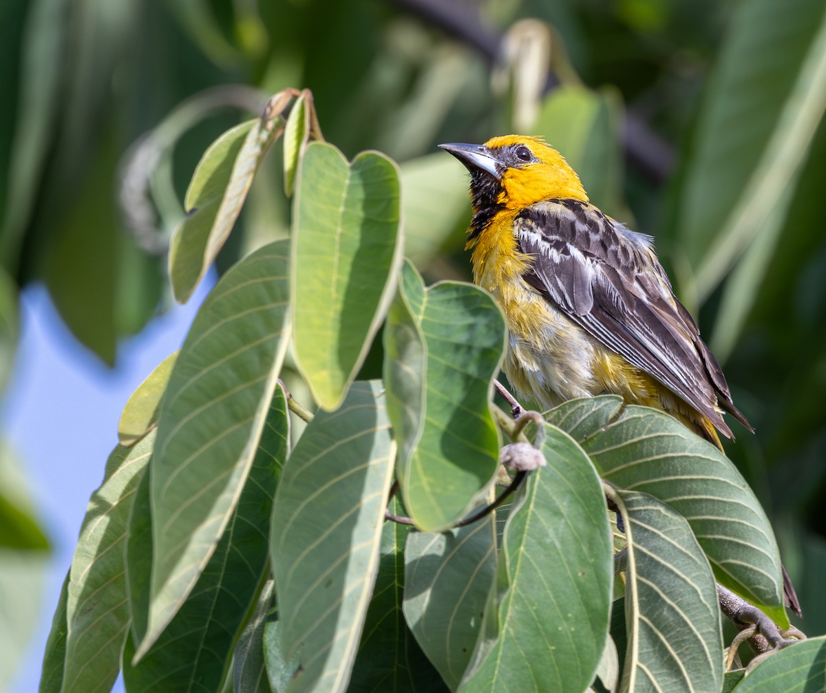 Streak-backed Oriole - ML639966589