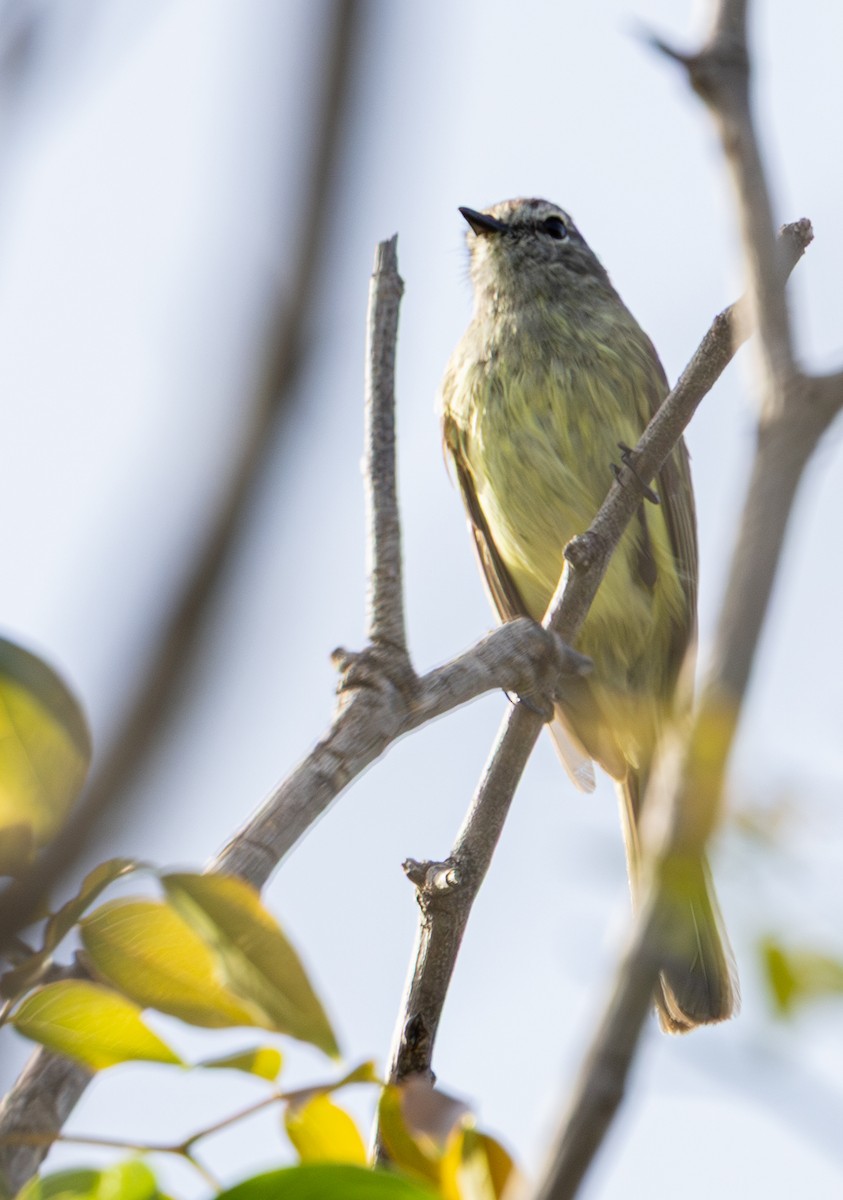 Greenish Elaenia (West Mexico) - ML639966631
