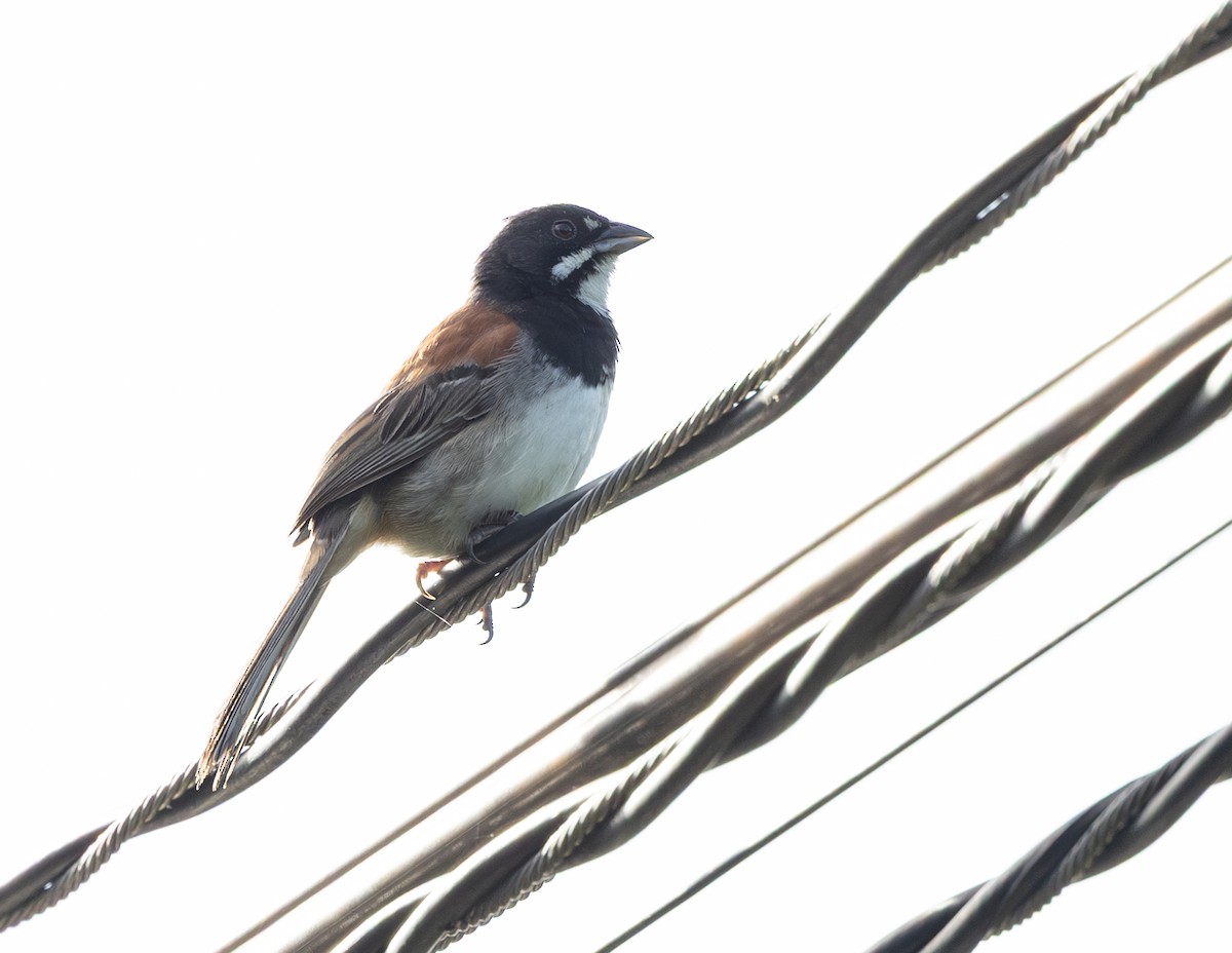 Black-chested Sparrow - ML639966642