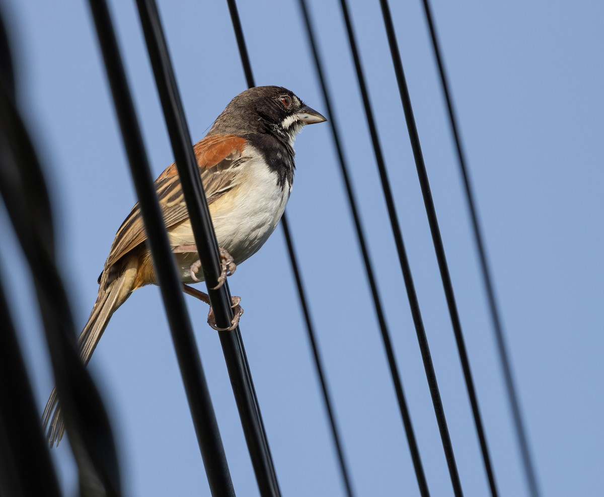 Black-chested Sparrow - ML639966643