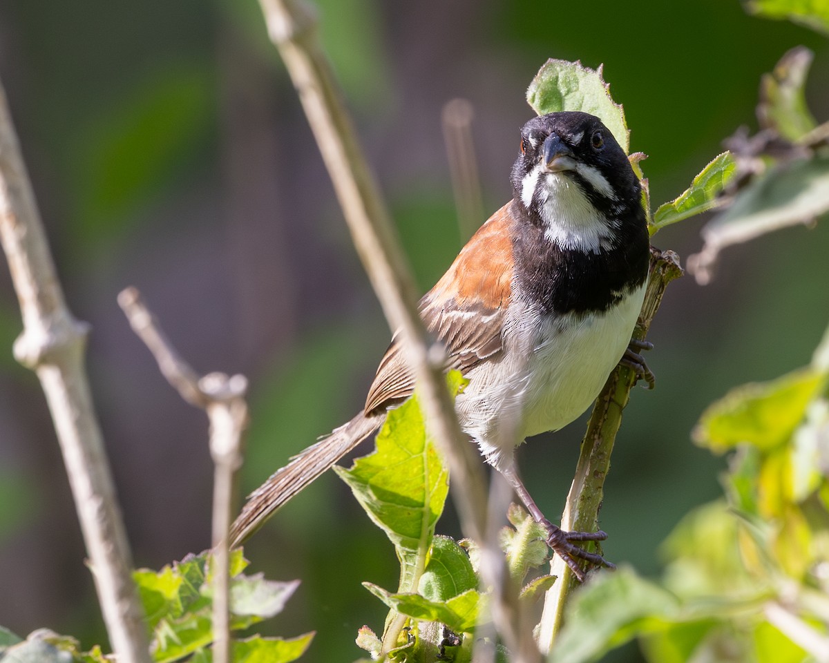 Black-chested Sparrow - ML639966644