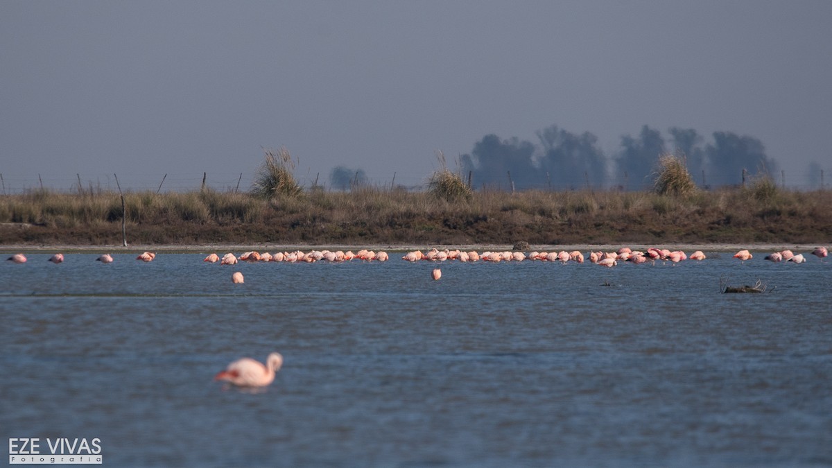 plameňák andský - ML639966652