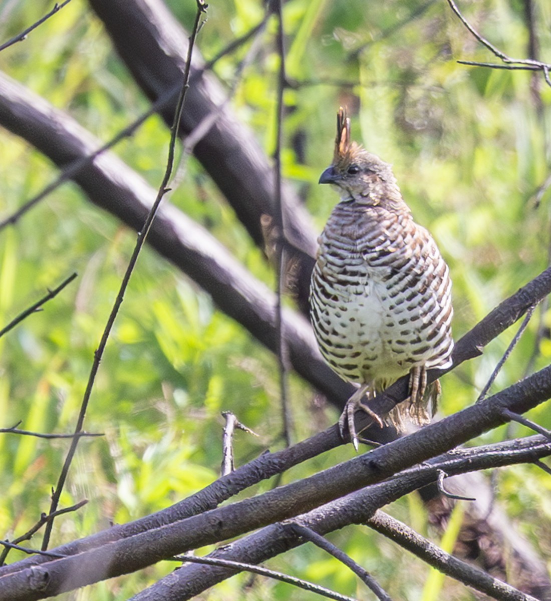 Banded Quail - ML639966663