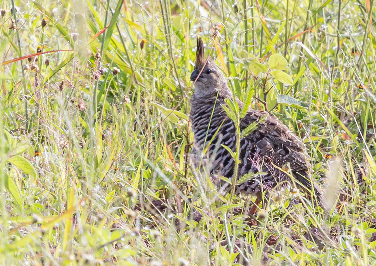 Banded Quail - ML639966664