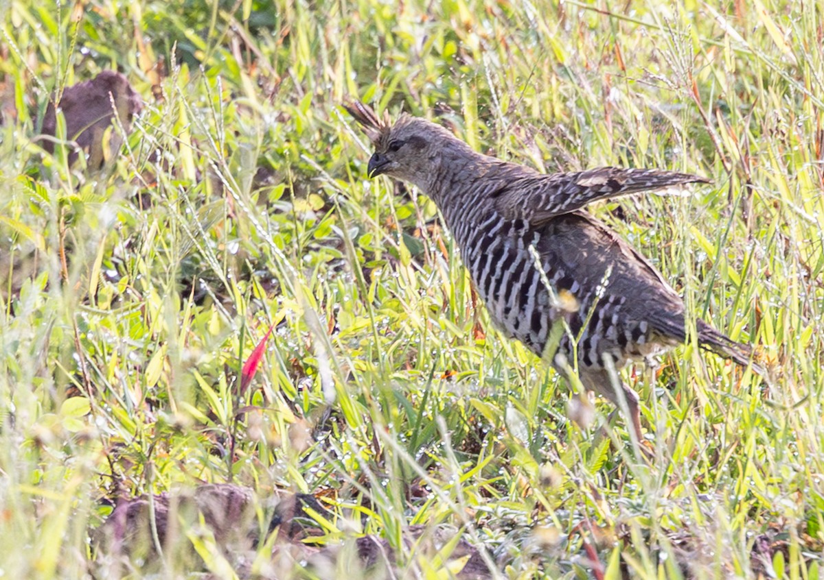 Banded Quail - ML639966666