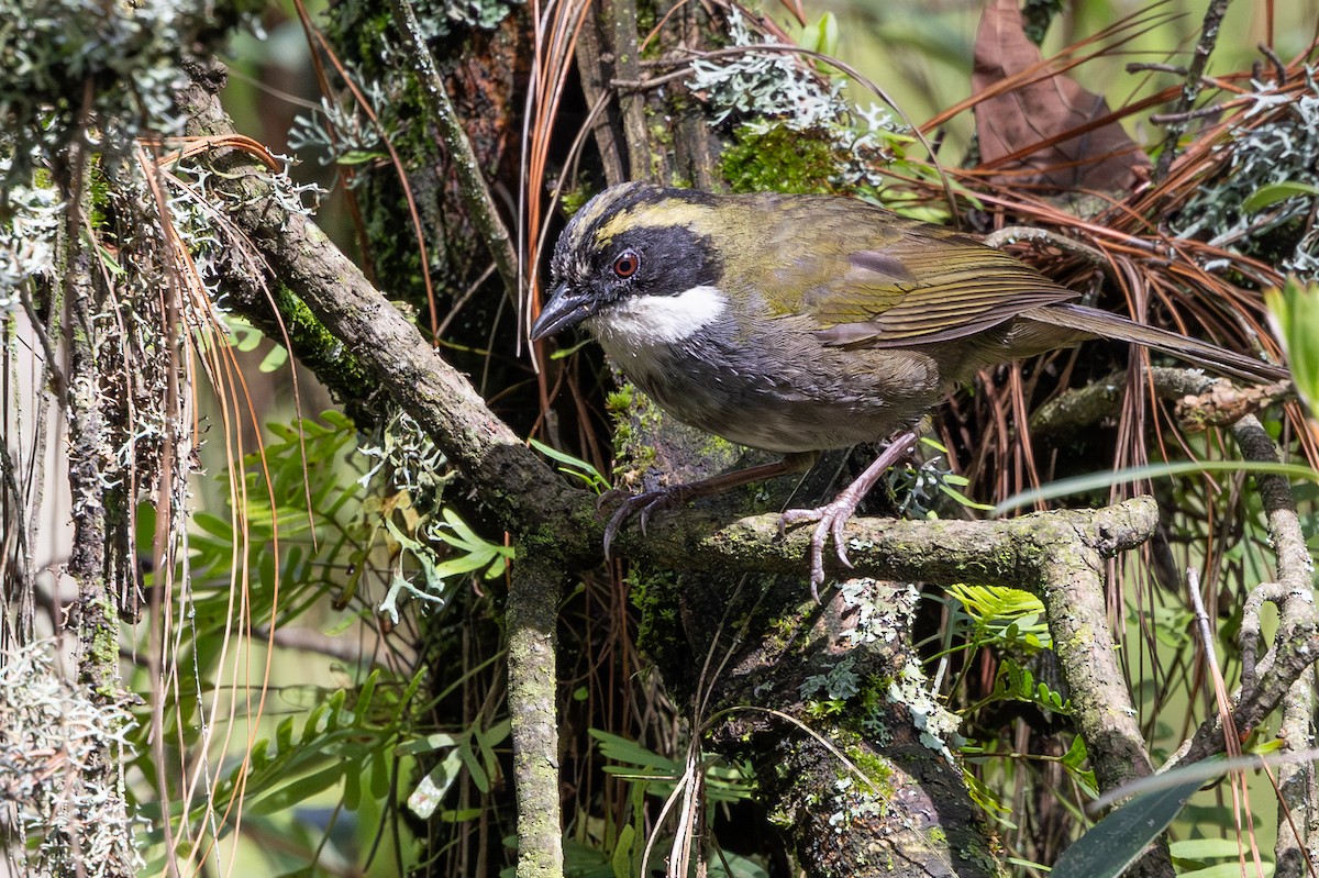 Green-striped Brushfinch - ML639966687