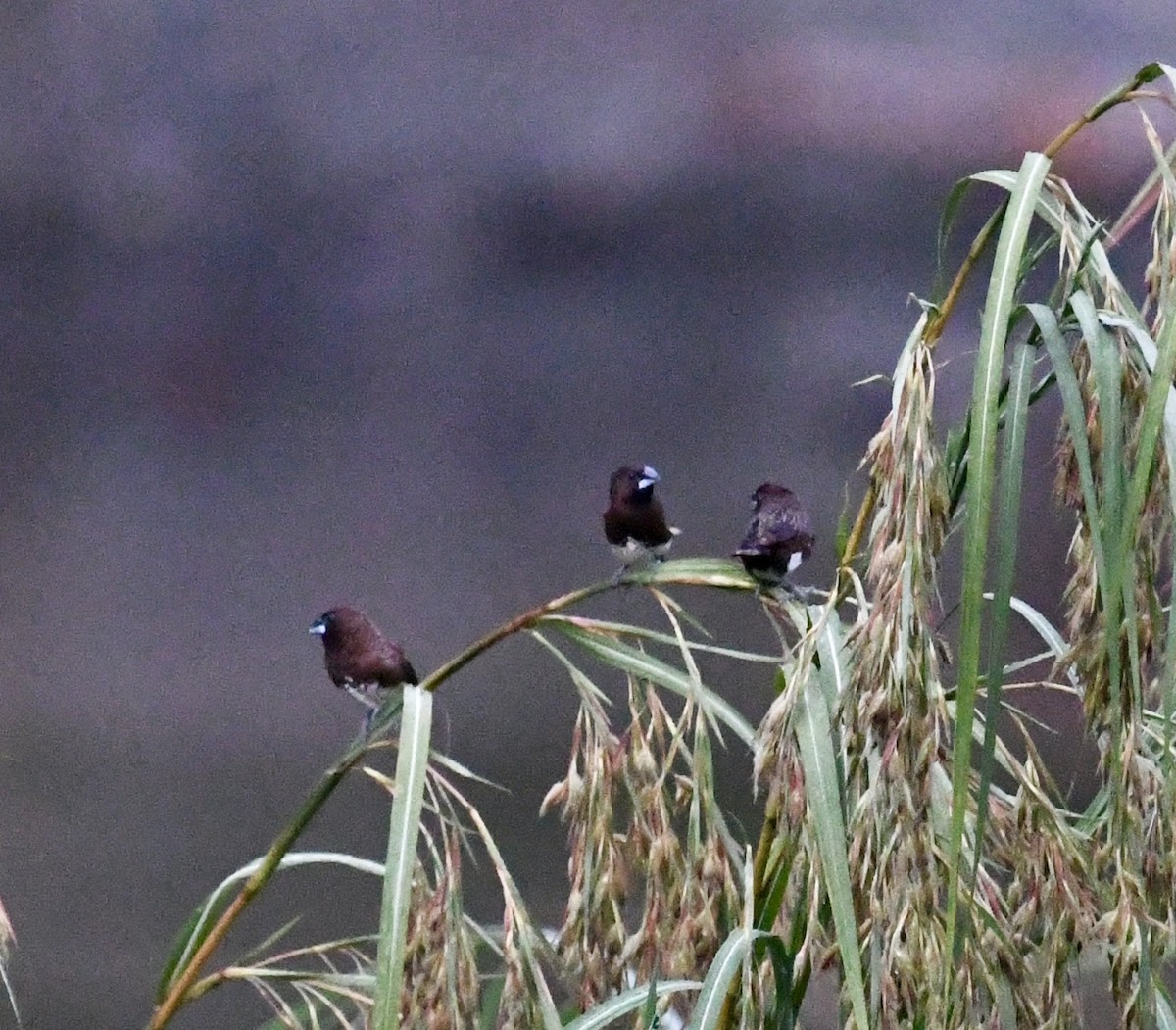 White-bellied Munia - ML639966698