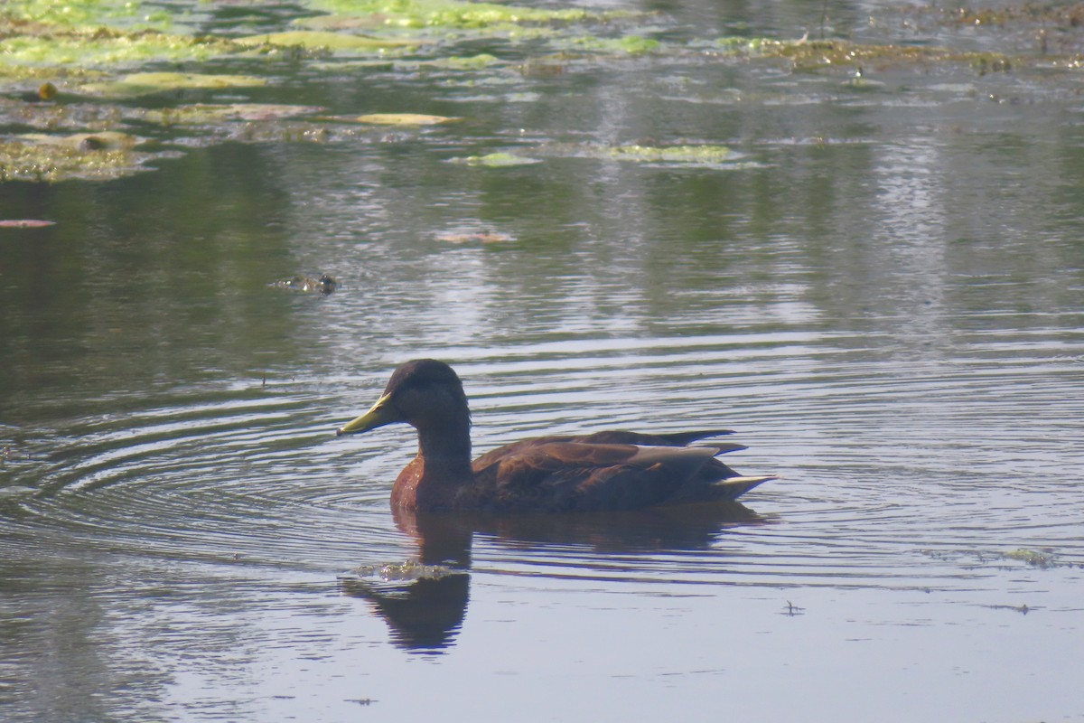 American Black Duck - ML639966706