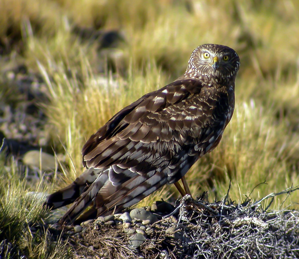 Cinereous Harrier - ML639966720