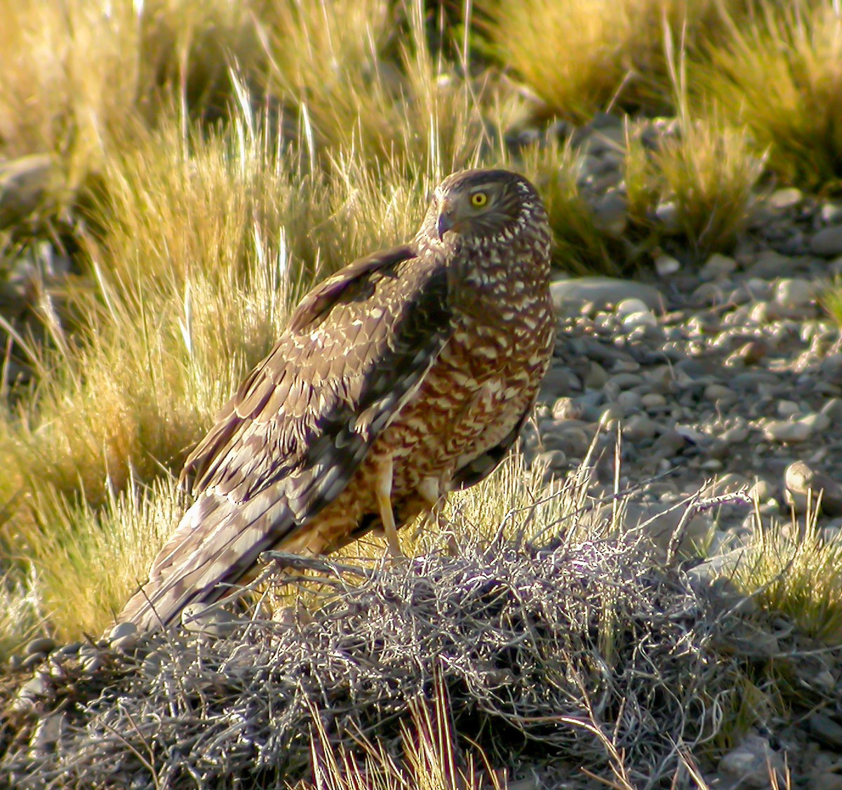 Cinereous Harrier - ML639966721