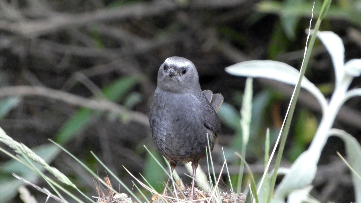 Ampay Tapaculo - ML639966751