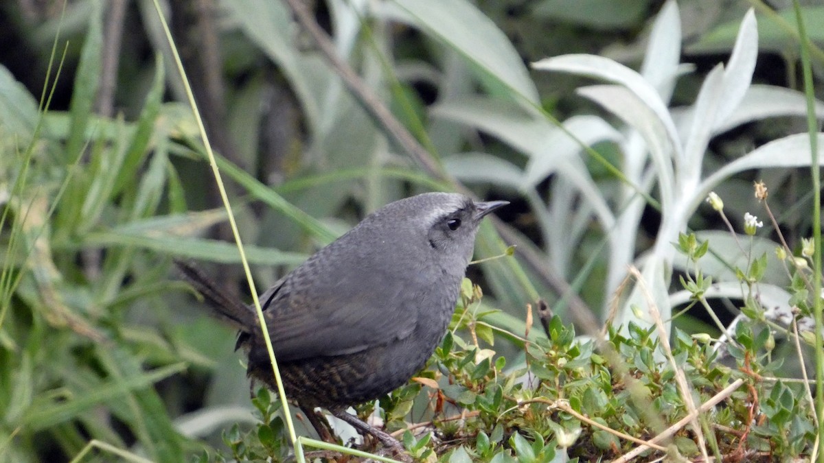 Ampay Tapaculo - ML639966753