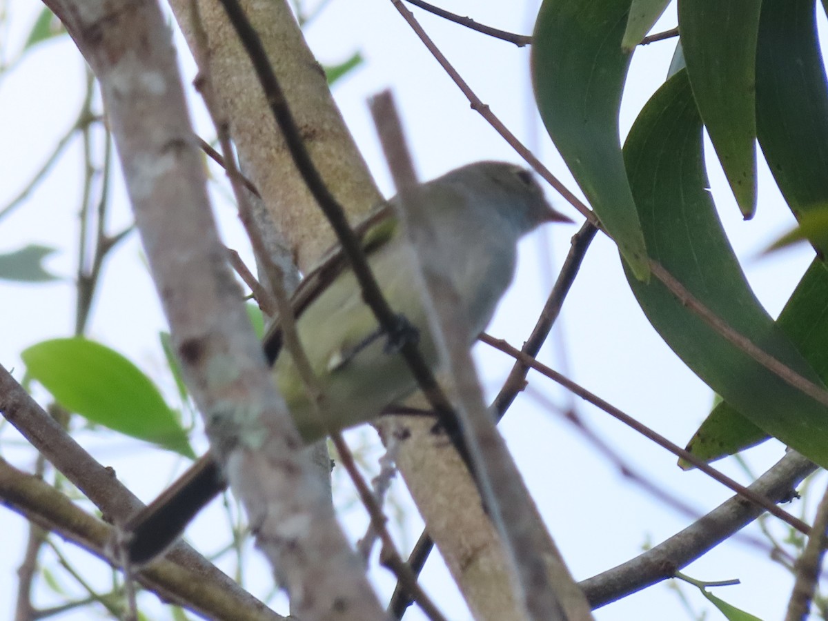 Small-billed Elaenia - ML639966826