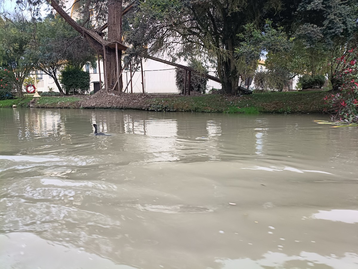 Neotropic Cormorant - ML639966845