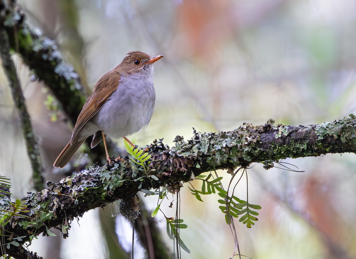 Orange-billed Nightingale-Thrush - ML639966865