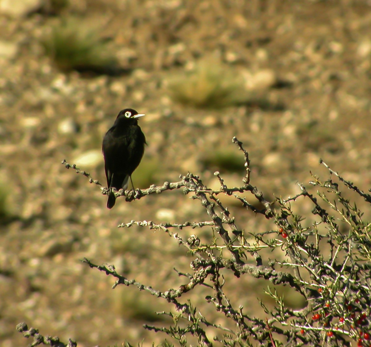 Spectacled Tyrant - ML639966869