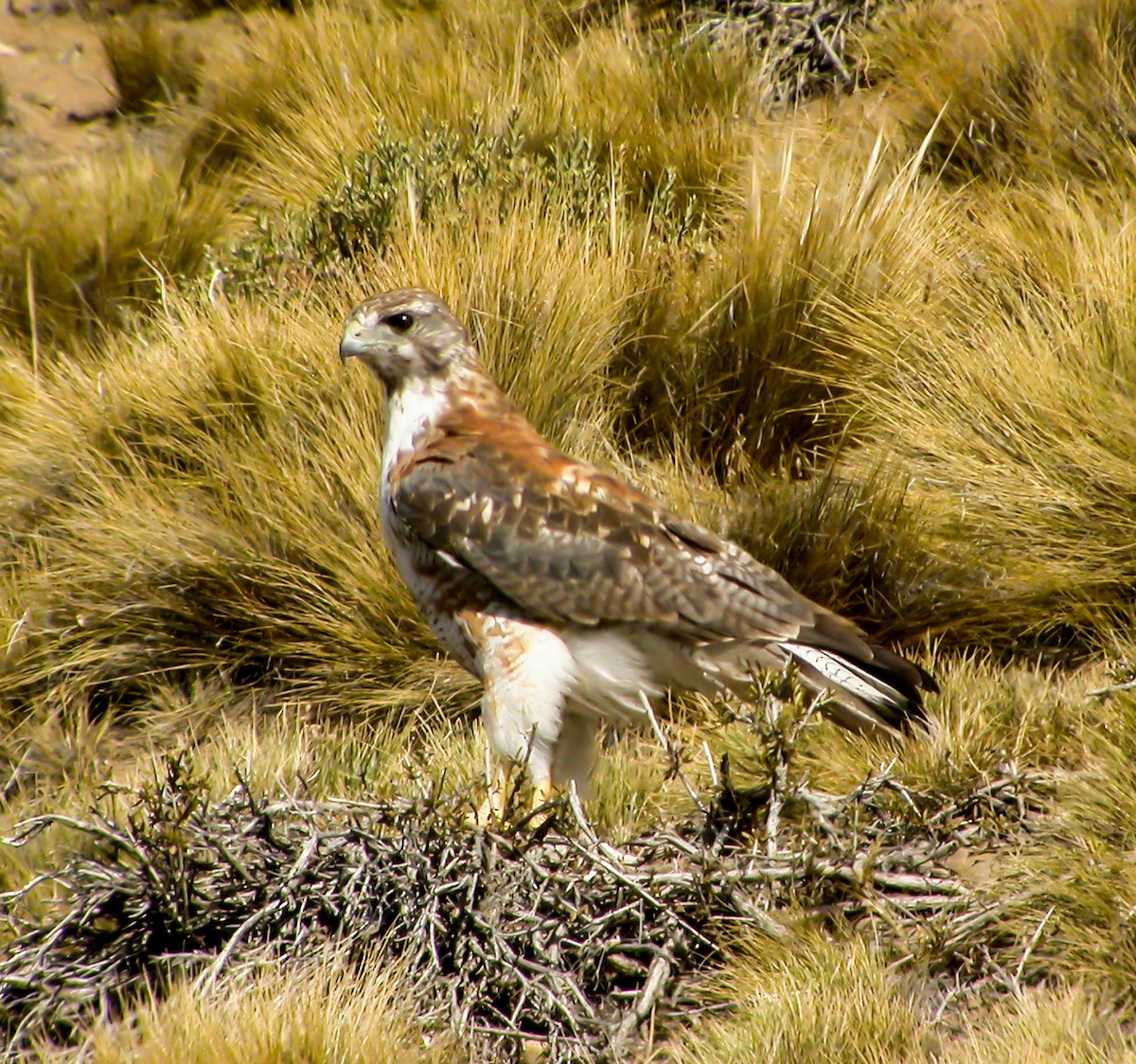 Variable Hawk - ML639966876