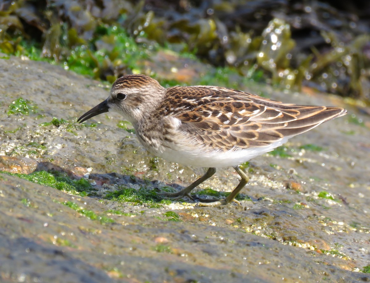 Least Sandpiper - ML639966881