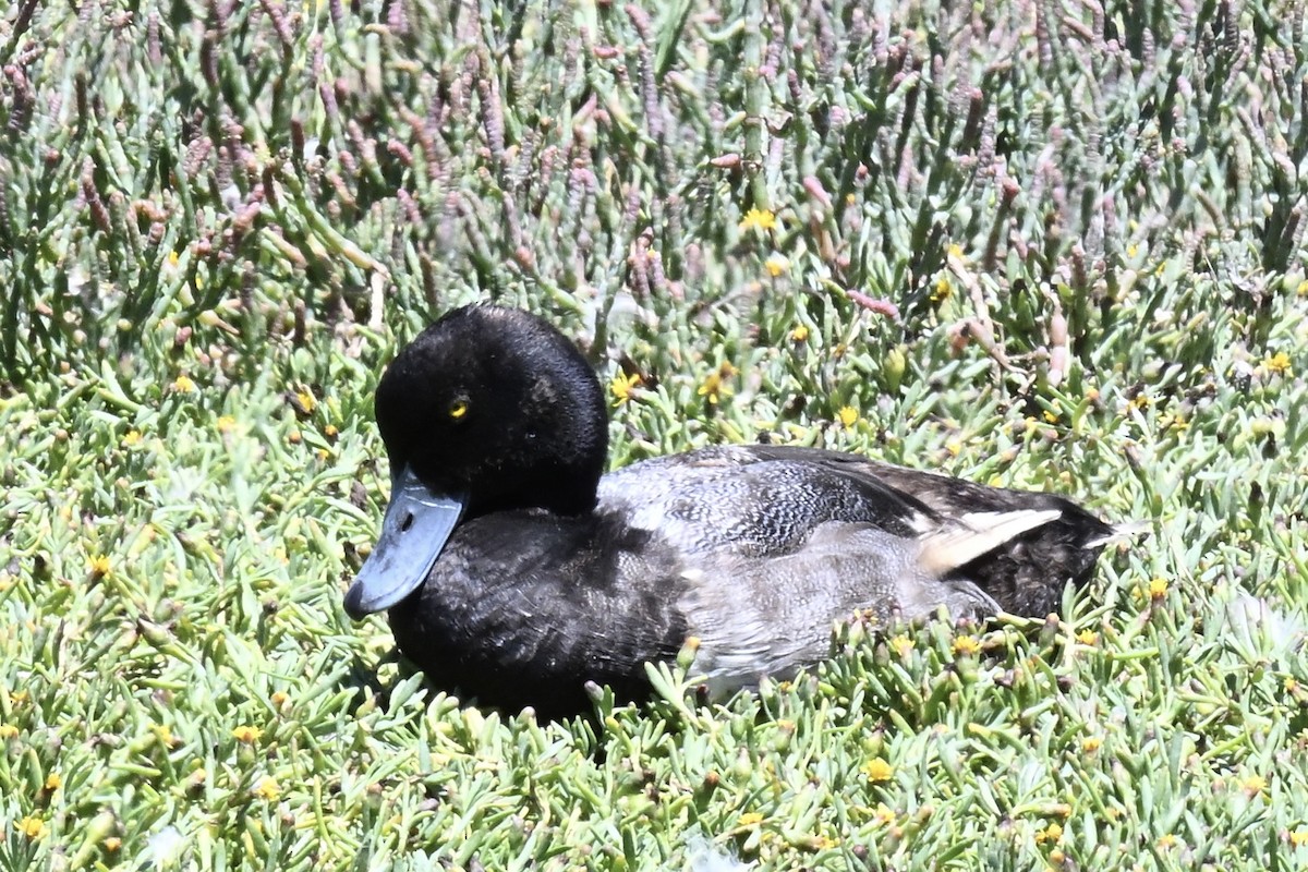 Тэнгисийн шумбуур - ML639966934