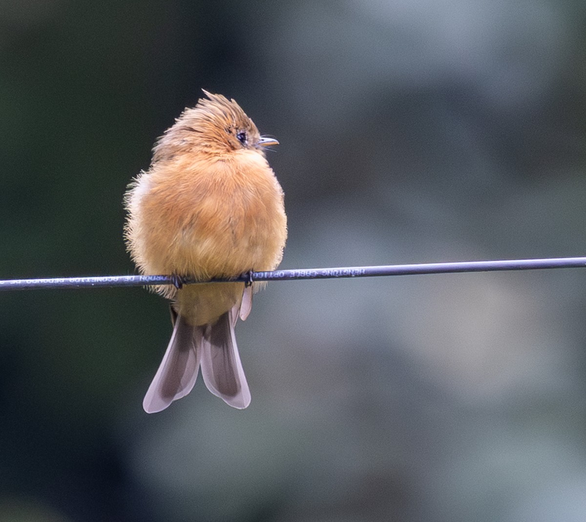 Tufted Flycatcher (Mexican) - ML639966937
