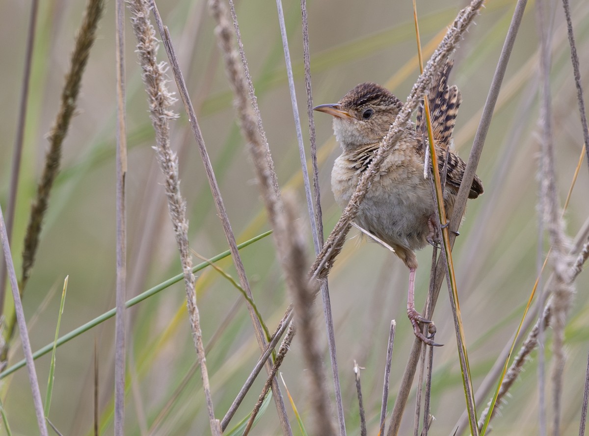 Grass Wren (Northern) - ML639966959