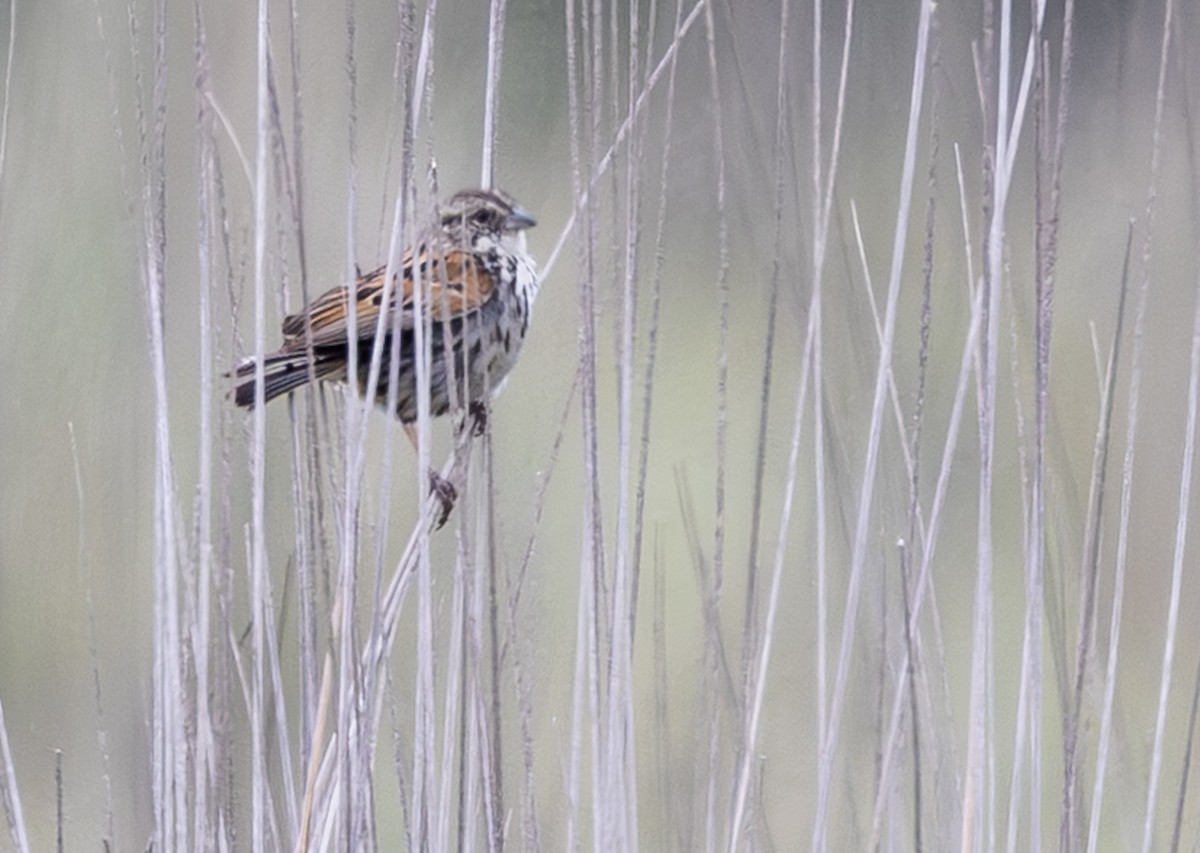 Sierra Madre Sparrow - ML639966978